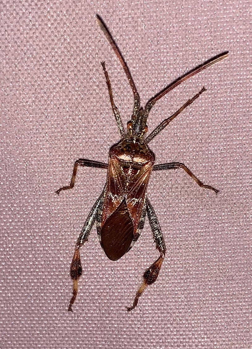 Western conifer seed bug