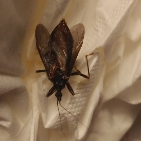Assassin bug