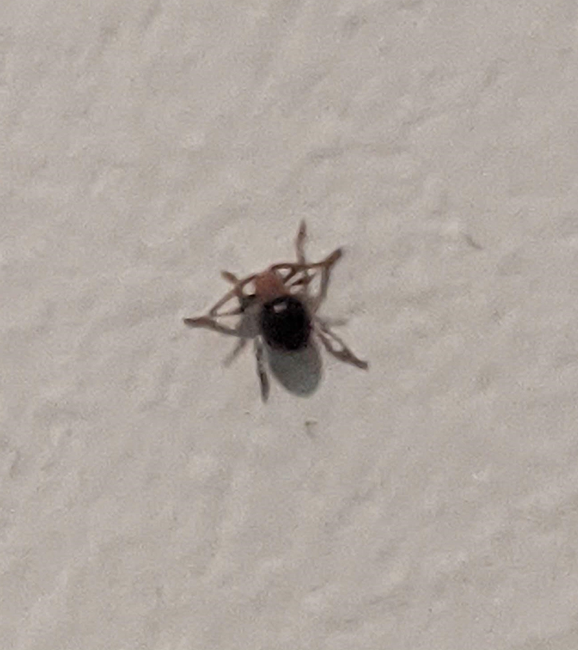 Spider beetle