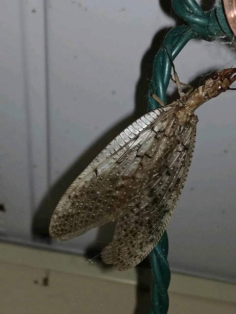 Female eastern dobsonfly
