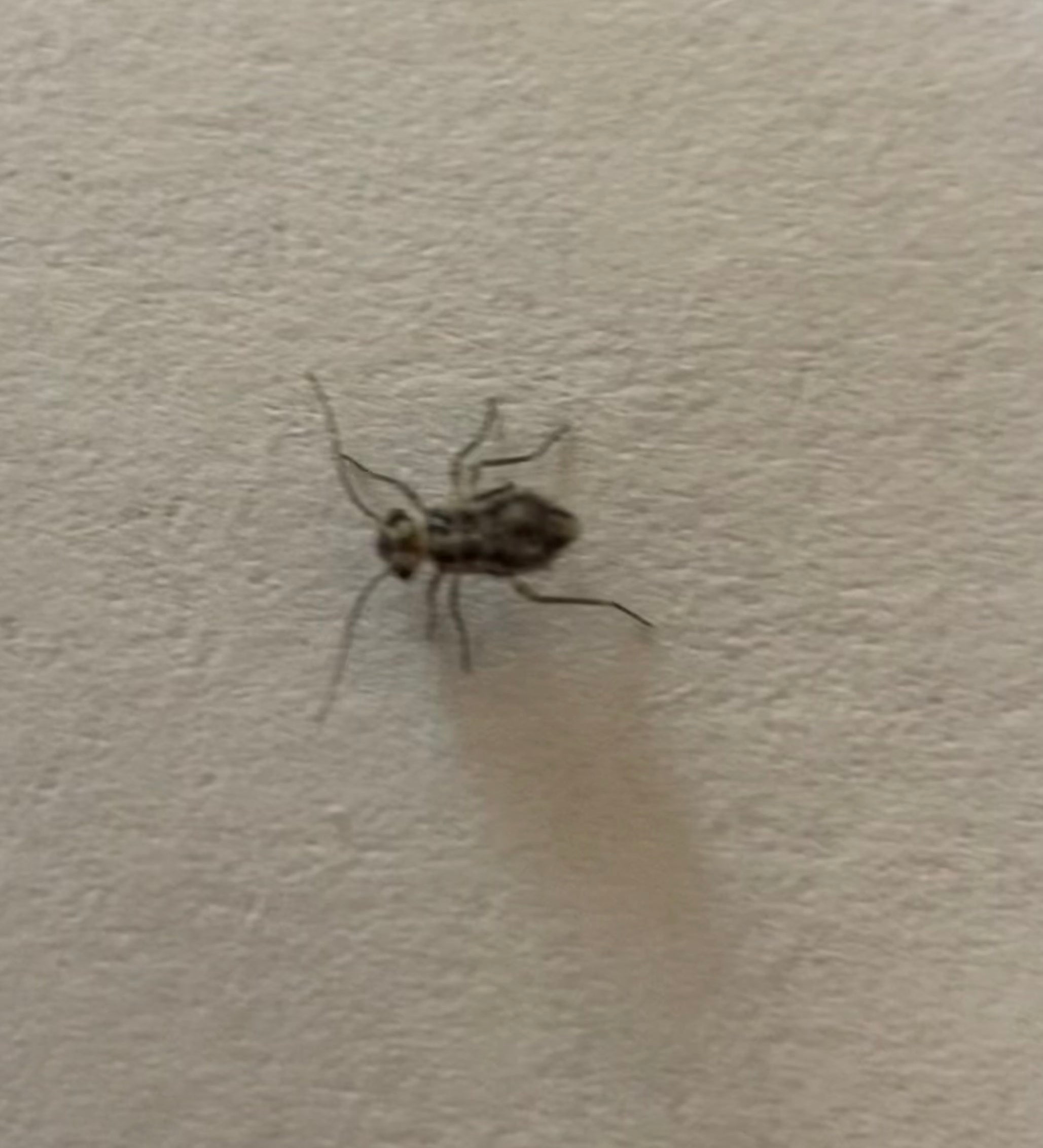 Bark louse