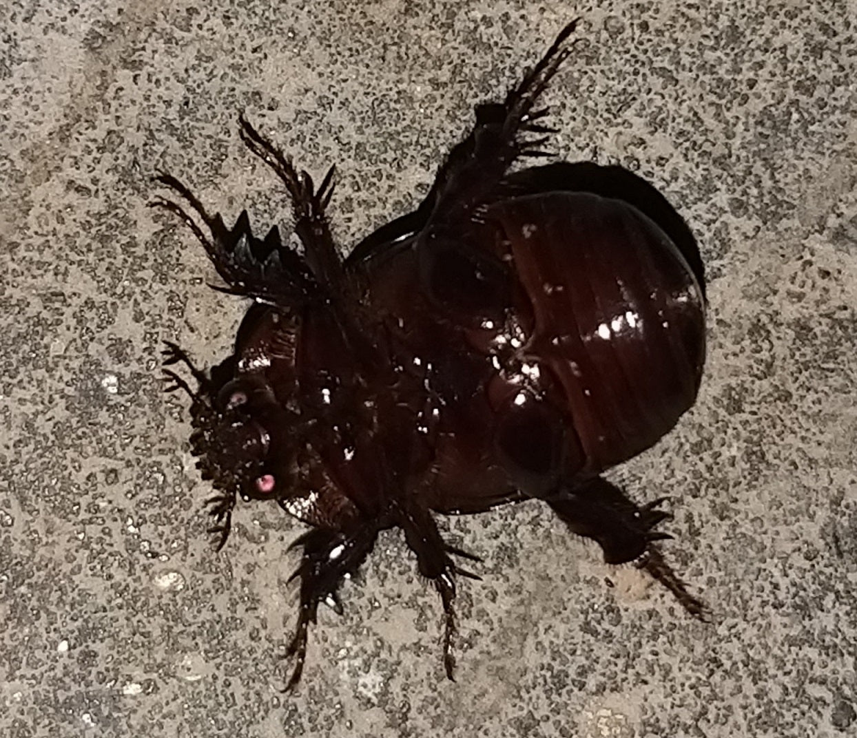 Scarab beetle