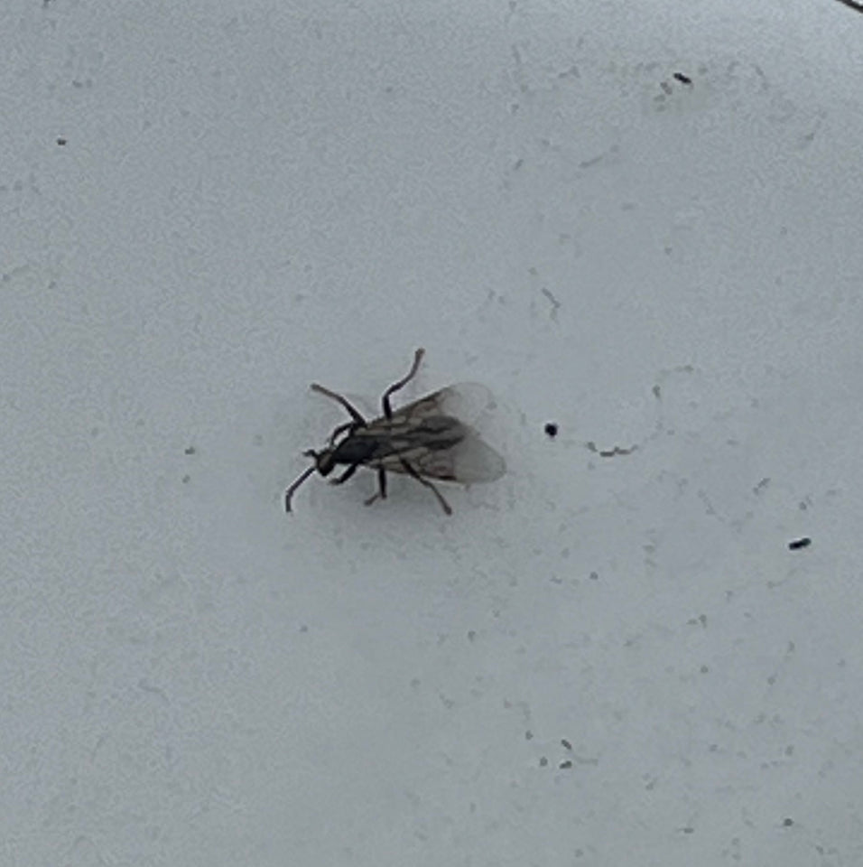 Winged ant – PestcontrolCanada