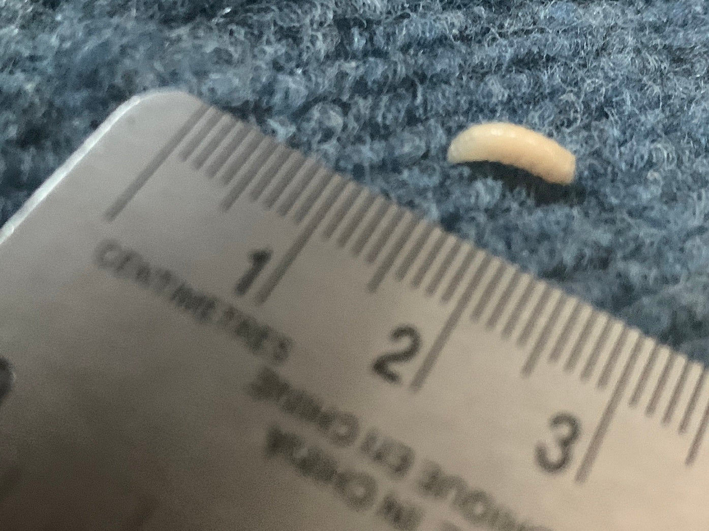 Maggot of a fly