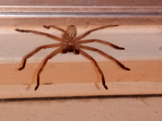Huntsman spider