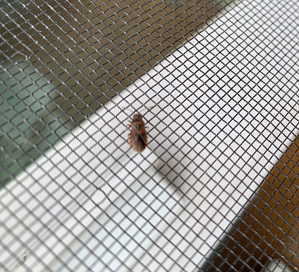 Elm seed bug