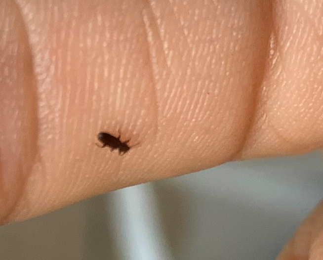 Saw-toothed and merchant grain beetles