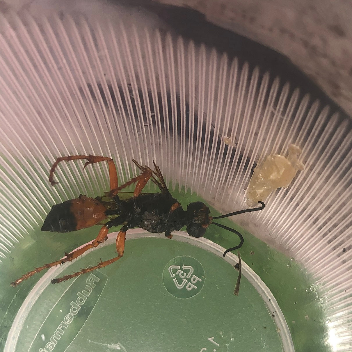 Great golden digger wasp