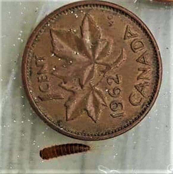Larva of a carpet beetle