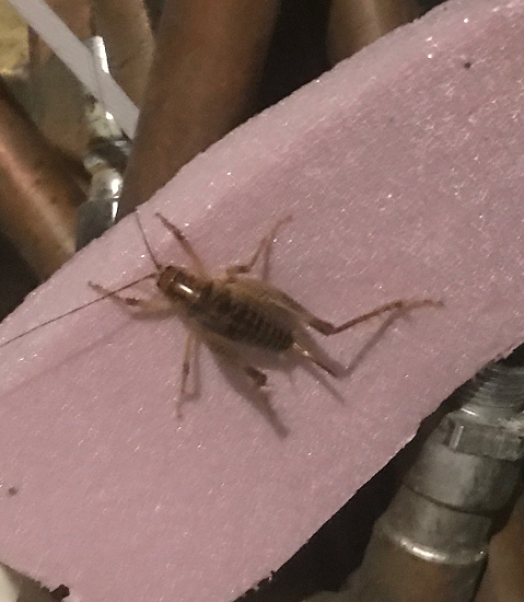 Camel/cave cricket