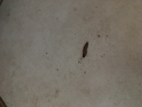 Larva of a scarlet malachite beetle
