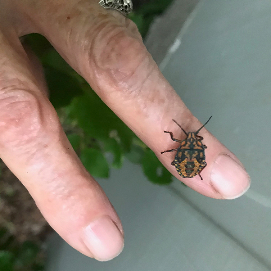 Nymph of a stink bug