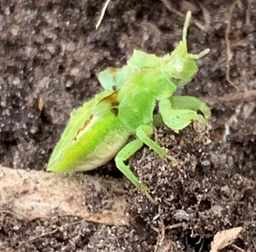 Nymph of an ambush bug