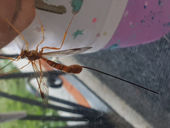 giant ichneumon wasp