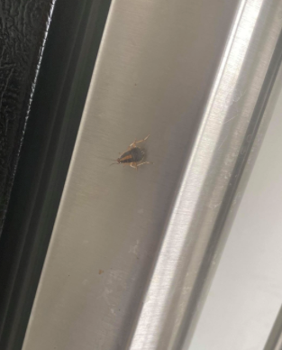 German cockroach