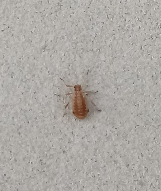 Aphid