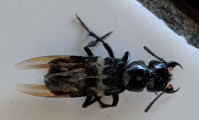 Rove beetle