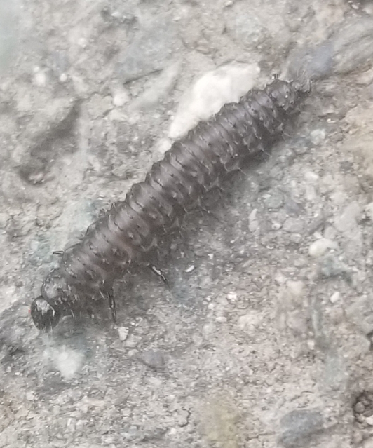 Larva of a leaf beetle