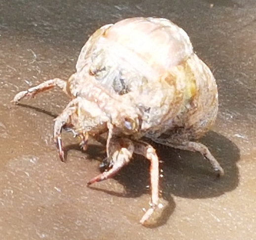 Nymph of a dog-day/annual cicada