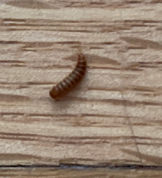 Larva of a beetle