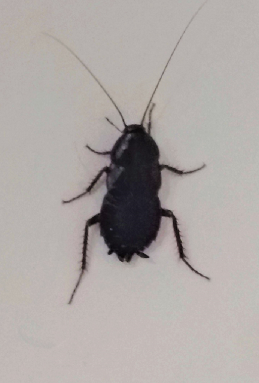 Oriental cockroach