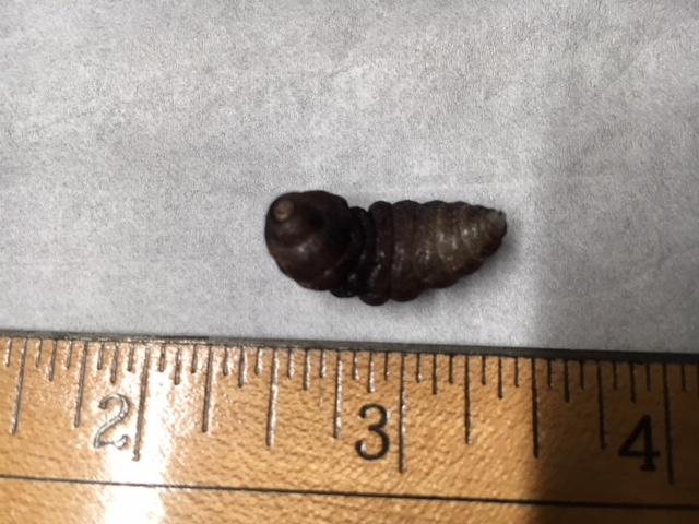 Mature larva or puparium of a rodent bot fly