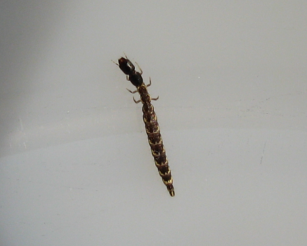 Larva of a snakefly