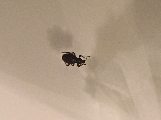 Broad-nosed short-snouted weevil