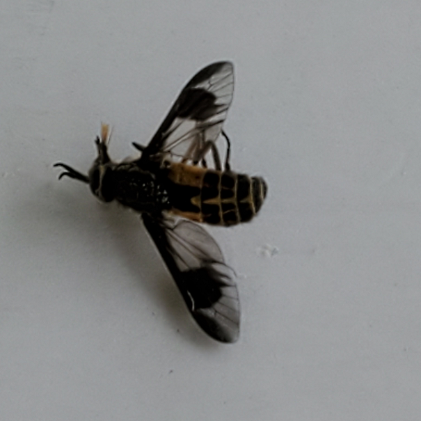 Deer fly
