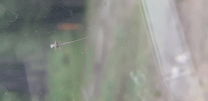 Mayfly