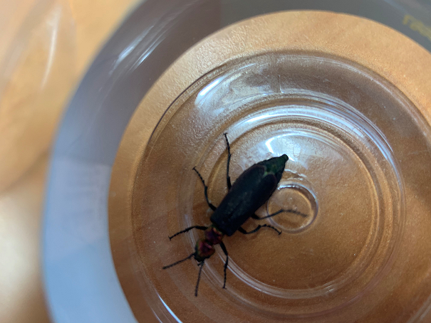Blister beetle