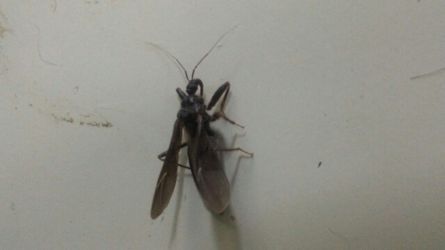 Assassin bug