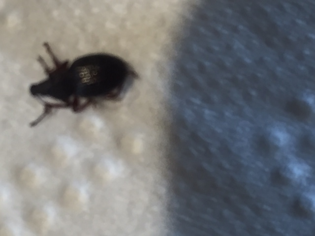 Broad-nosed short-snouted weevil
