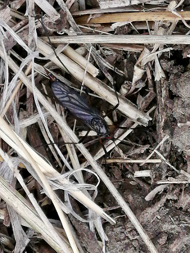 March fly