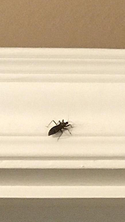 Assassin bug