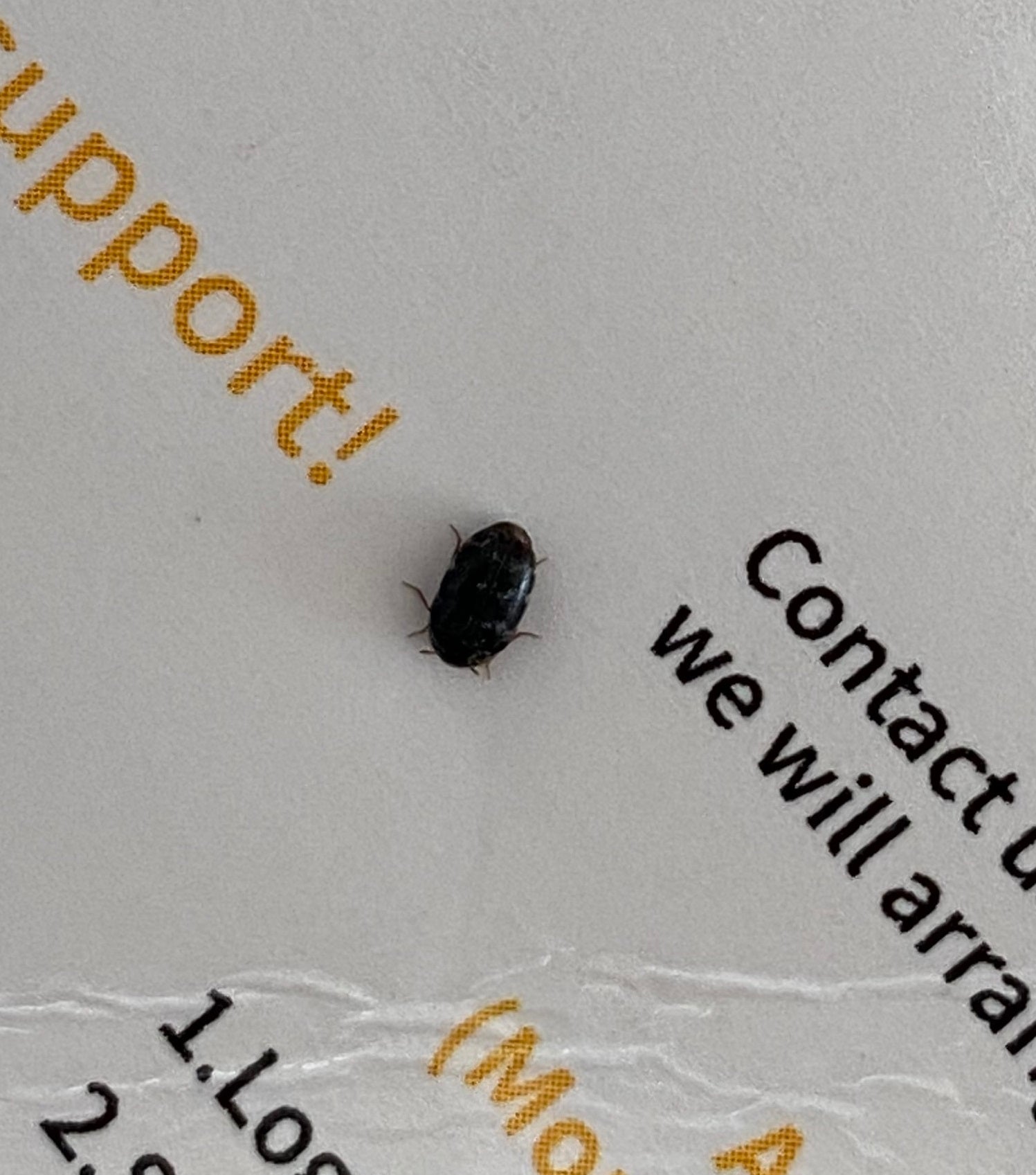carpet beetle