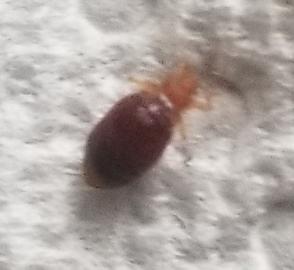Bed bug nymph