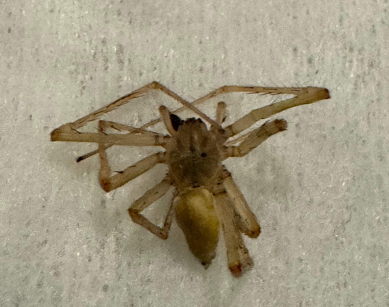 Yellow sac spider