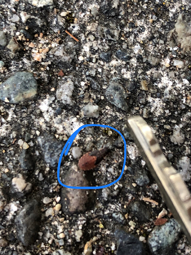 Nymph of a Boxelder Bug