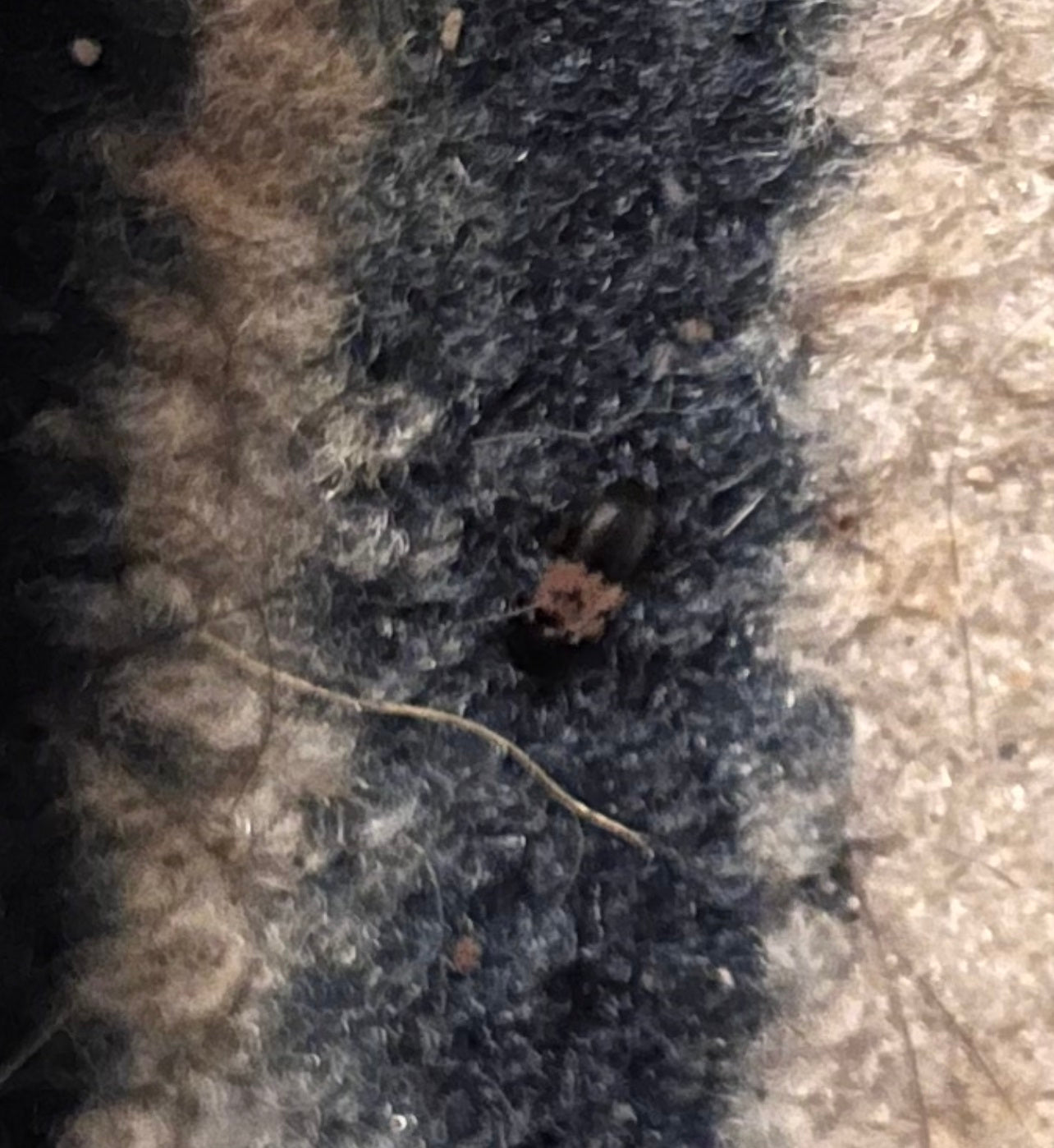 Larder beetle