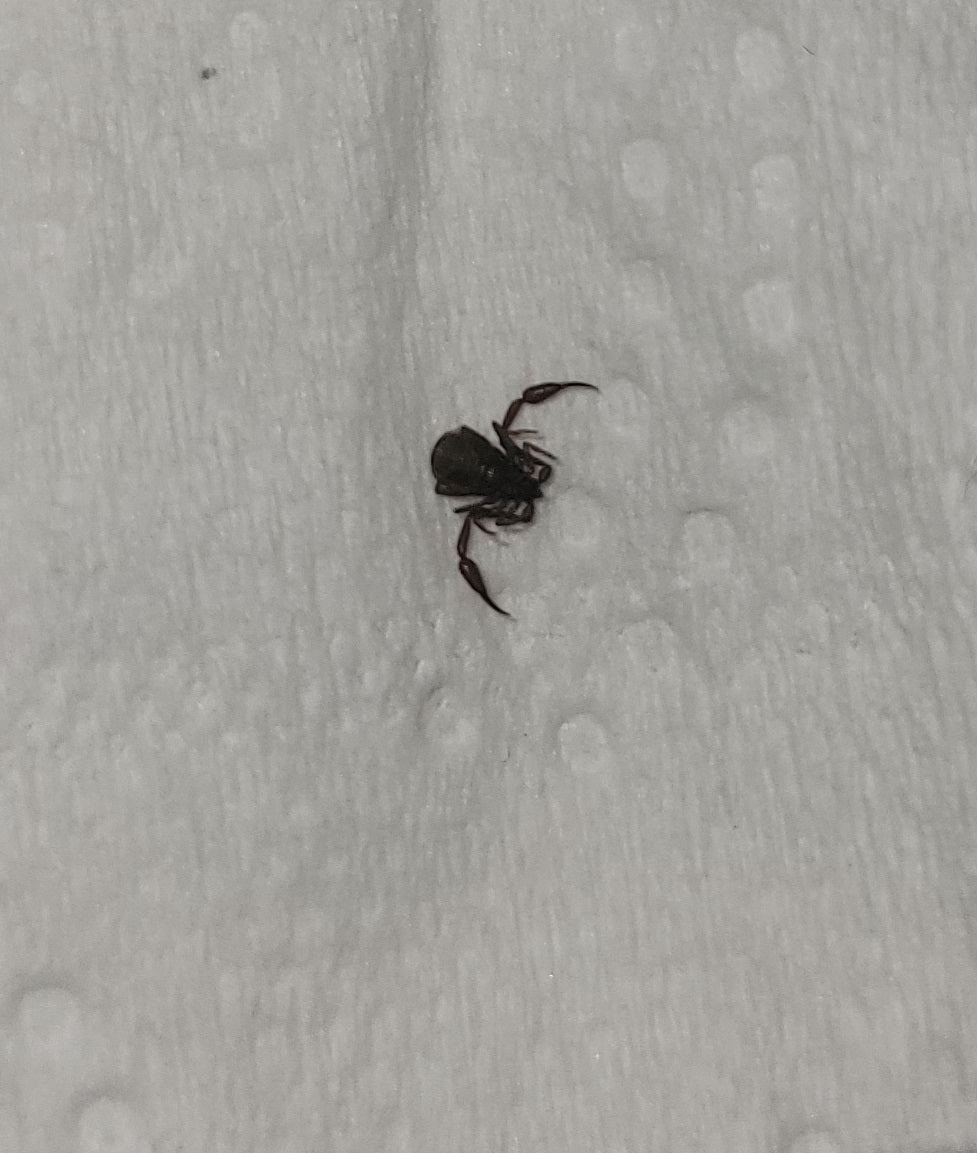 Pseudoscorpion