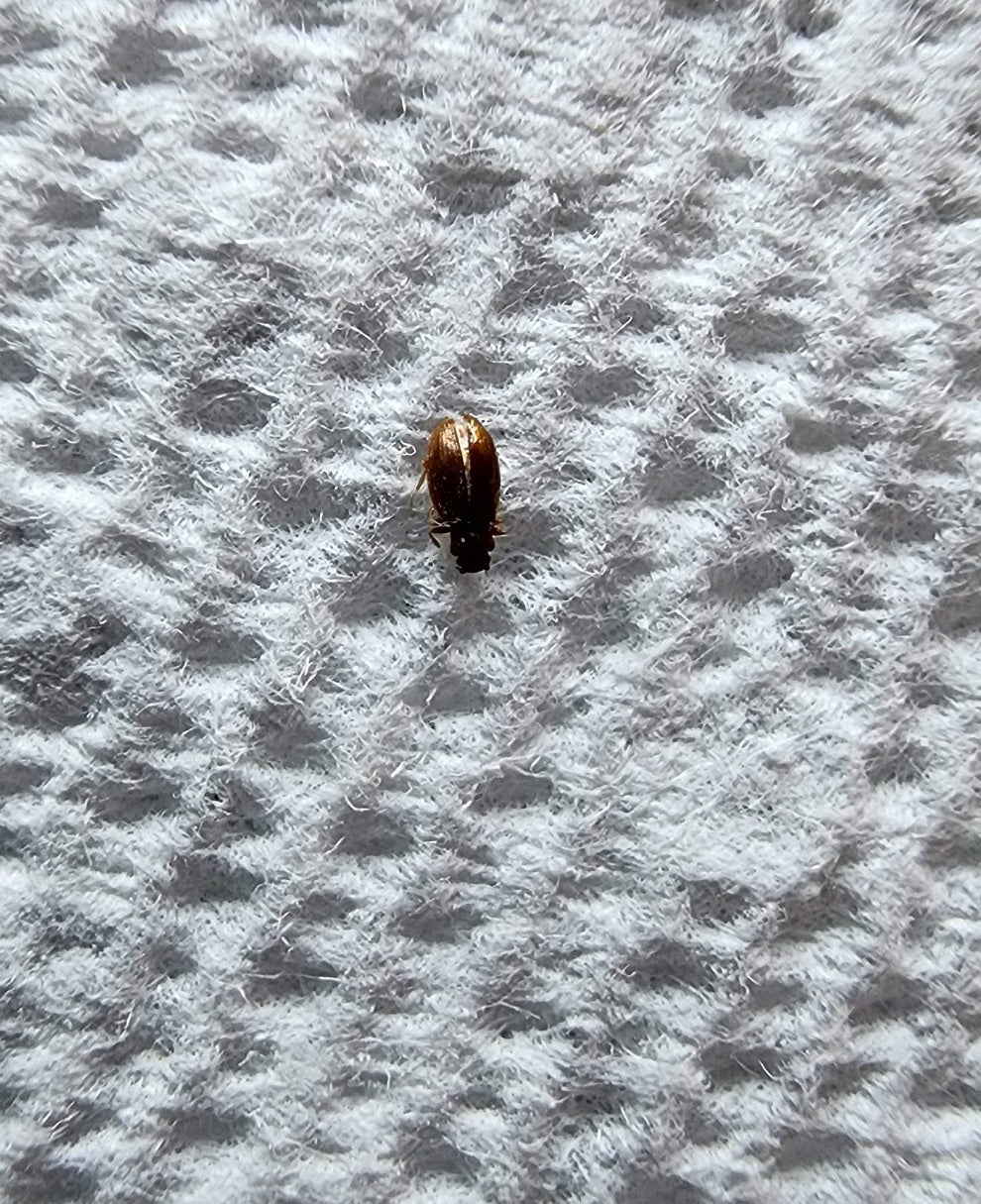 Minute brown scavenger beetle