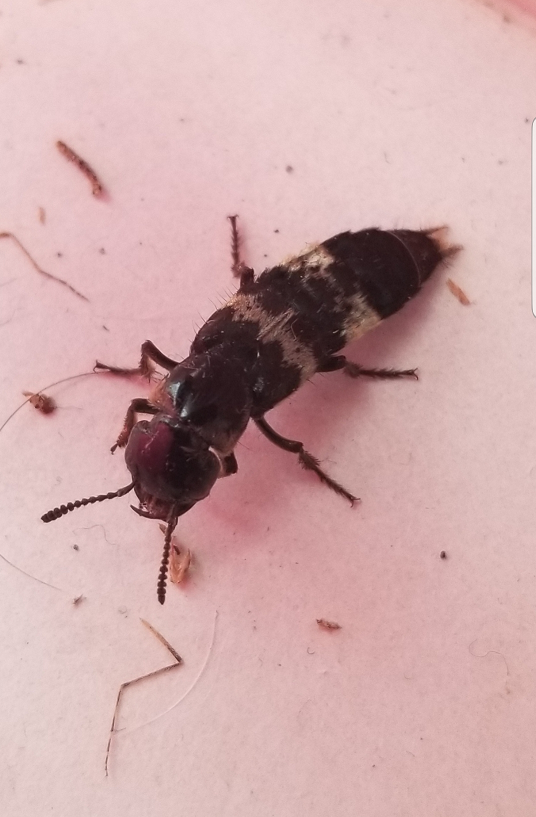 Rove beetle