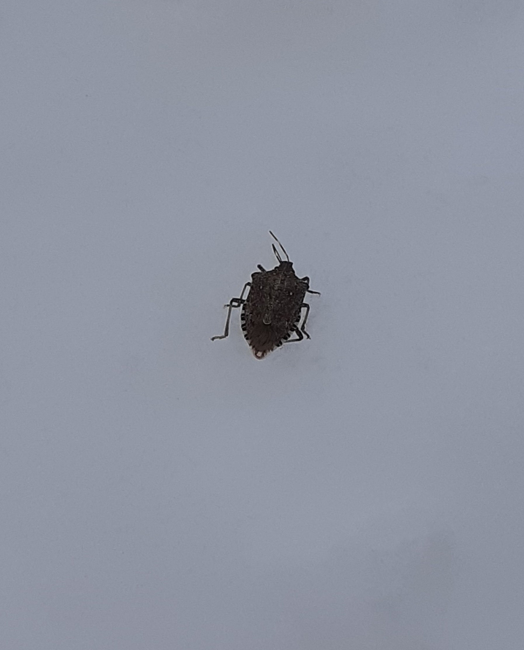 Brown marmorated stink bug