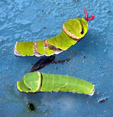 Caterpillars of the common Mormon butterfly