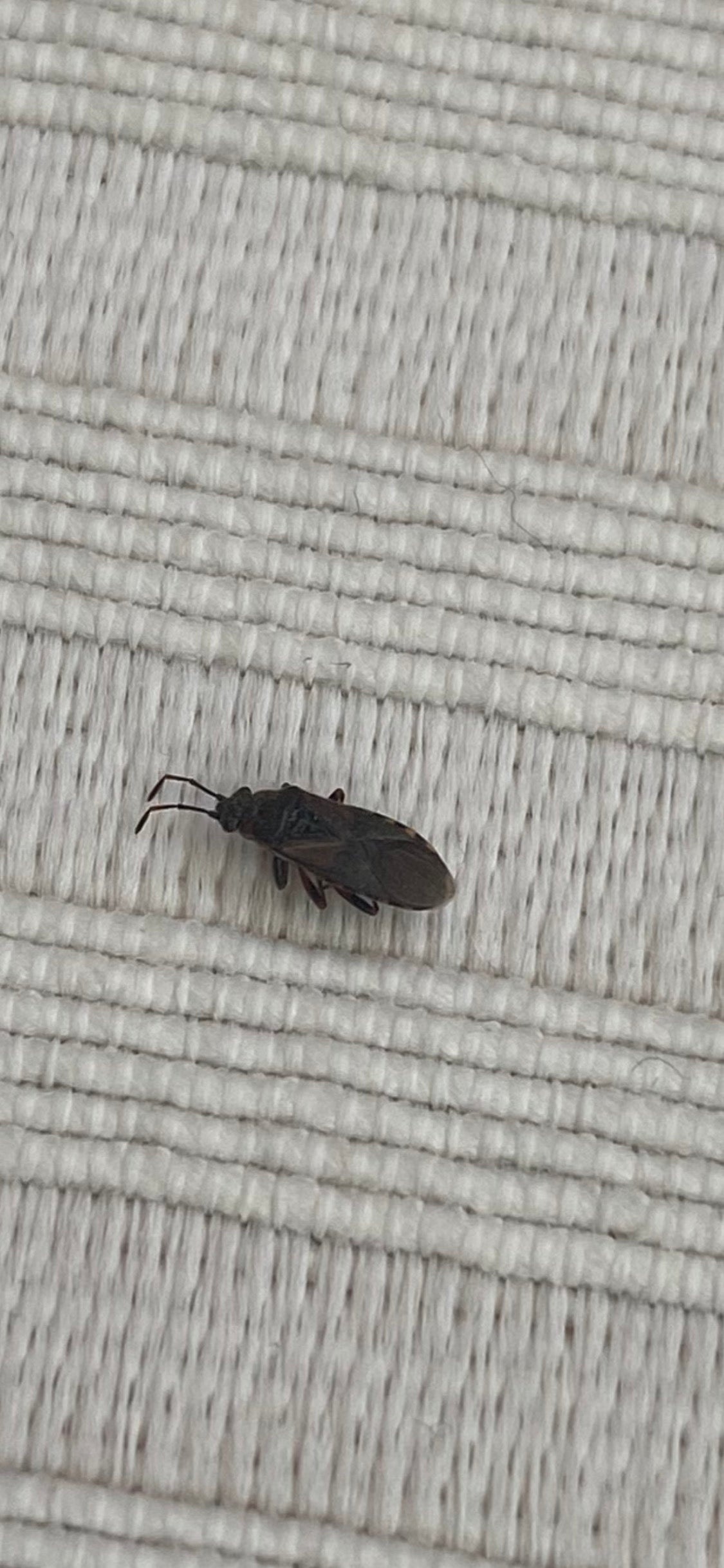 Elm seed bug