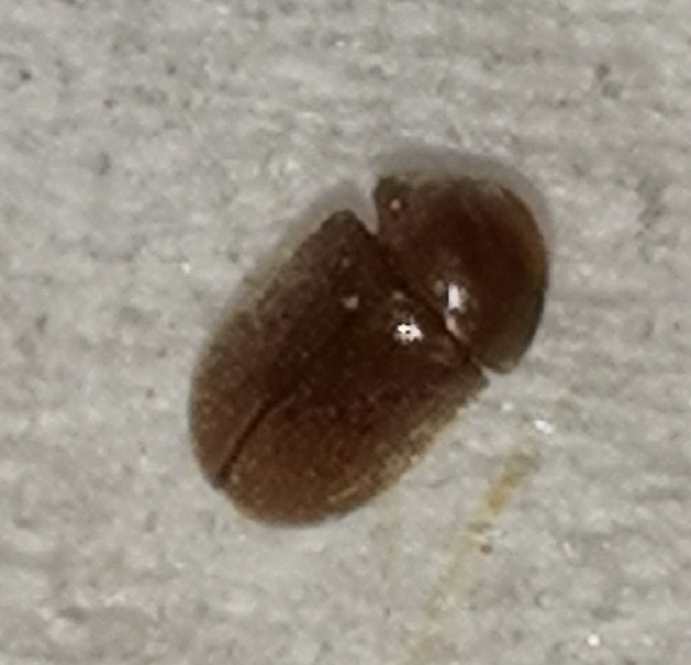 Drugstore beetle