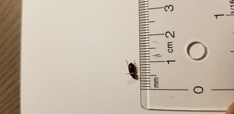 Ground beetle