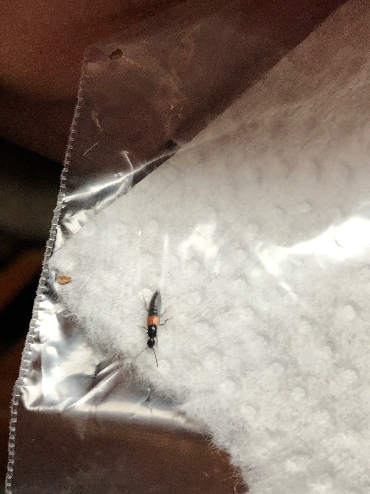 Rove beetle