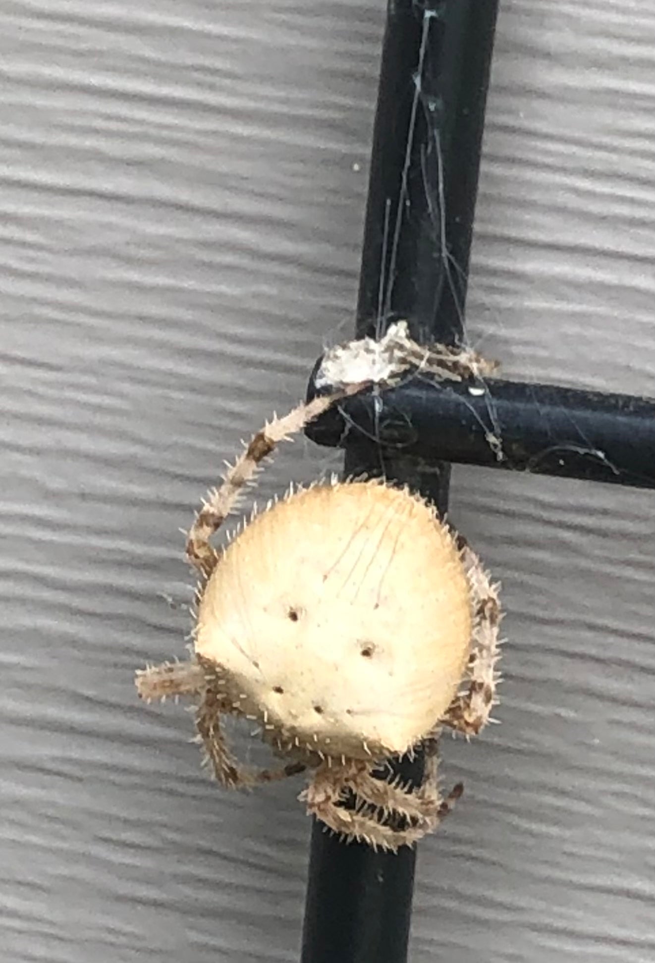 Orb-weaving spider